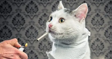 猫咪闻多了烟味会怎么样吗 猫咪闻多了烟味会怎么样吗