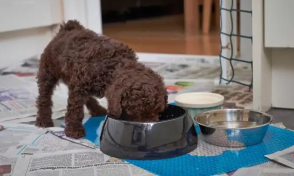 泰迪幼犬狗粮哪个牌子好