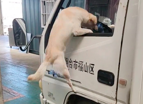 每当主人叫狗狗,它都会跳到大货车副驾驶位 每当主人叫狗狗,它都会跳到大货车副驾驶位