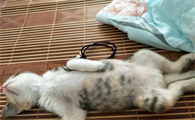 猫传腹是啥症状