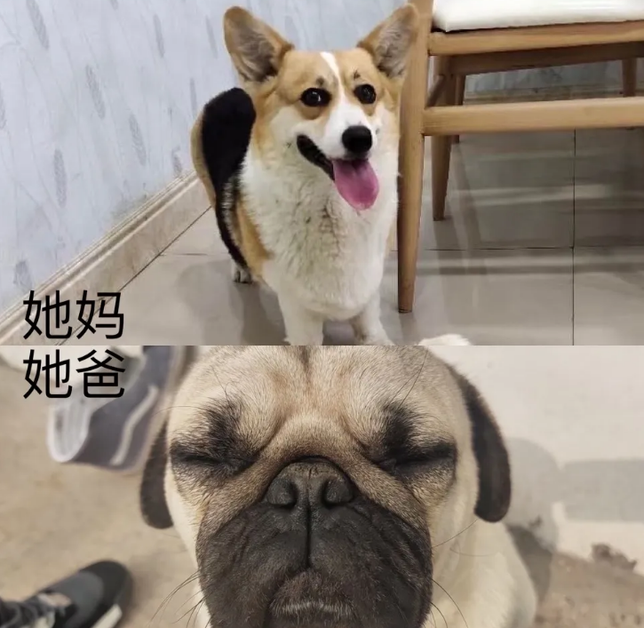 柯基跟巴哥哪个更好养?不清楚的看这里! 柯基跟巴哥哪个更好养?不清楚的看这里!