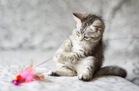 猫咪尿很黄是怎么个情况啊 猫咪尿很黄是怎么个情况啊
