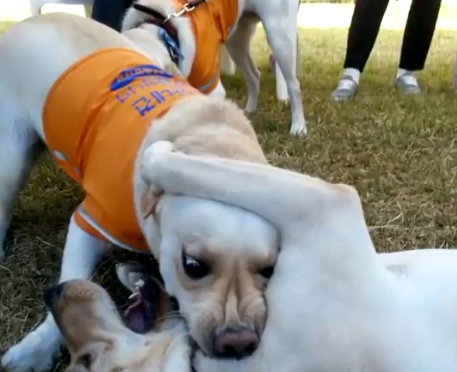 导盲犬苦学一年被淘汰,知道它有这“毛病”后,网友:该! 导盲犬苦学一年被淘汰,知道它有这“毛病”后,网友:该!