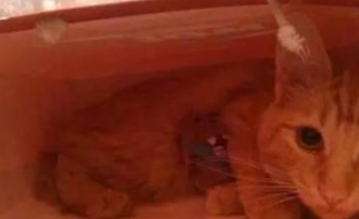 你家喵钻过的最小空间是什么？看看网友家的猫都奇葩到什么地步