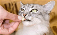 猫反复呕吐