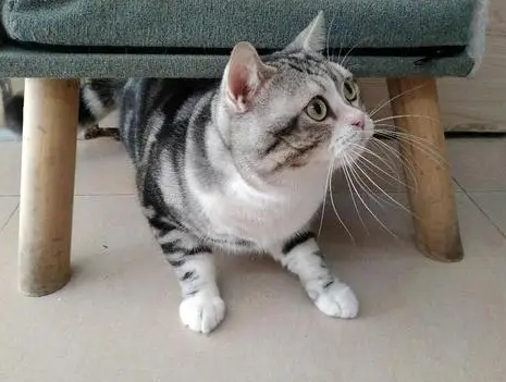 美短猫嘴周边颜色变黄怎么回事