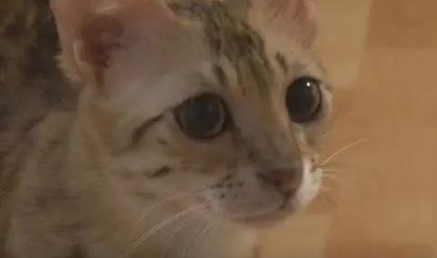 两只母猫吵架了居然是因为都想当小猫的母亲 两只母猫吵架了居然是因为都想当小猫的母亲
