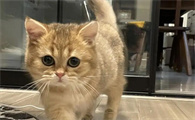 猫几个月驱虫一次比较好