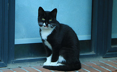 猫咪有时候会像哮喘一样怎么回事呢