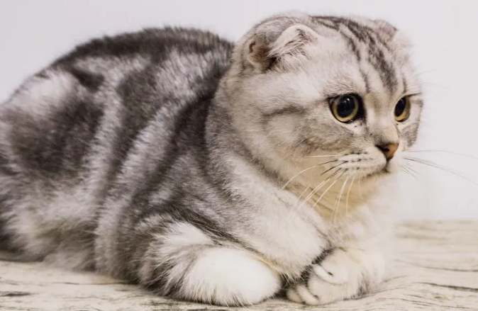 预防折耳猫发病的小办法，有必要get一下~