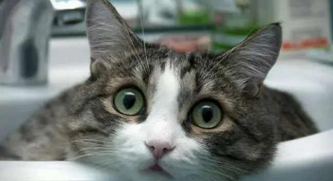 宠物猫如何选择猫粮,来看看这篇文章吧 宠物猫如何选择猫粮,来看看这篇文章吧