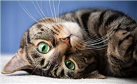 怀孕母猫得了猫鼻支怎么办能治好吗