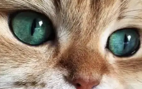 猫眼睛变圆代表什么意思