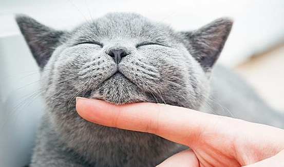 猫不缺吃喝一直冲我叫还蹭我怎么回事