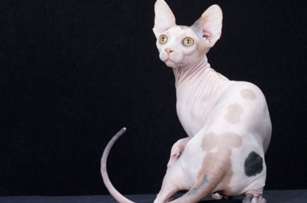 斯芬克斯猫一天喂几顿？喂养须知~