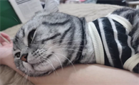 美短吃什么猫粮好—点
