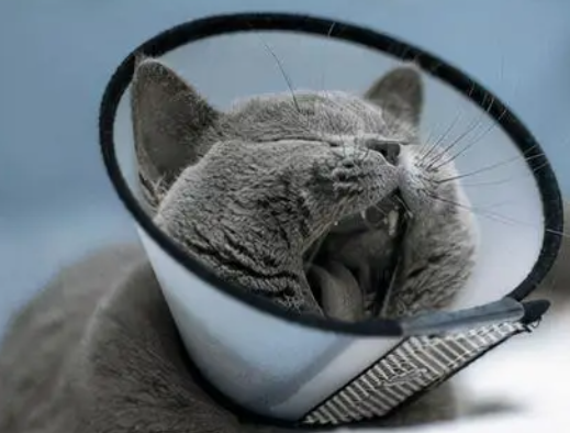 猫身上有猫藓怎样治