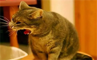 猫为什么会吐