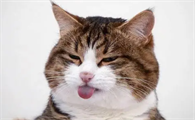 猫为什么吐舌头一小截舌头出来呢