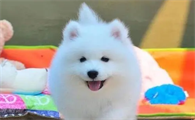 贵宾犬吃什么食物