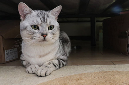 猫一吃东西就吐怎么办啊 猫一吃东西就吐怎么办啊
