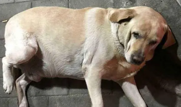 些一些低脂肪狗粮,对它的身体会更好所以一些担心狗狗身体的铲屎官,会