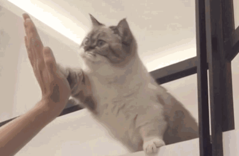 猫零食多久喂一次比较好？铲屎官来看看吧