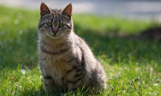 猫咪摔成内伤的症状有哪些表现 猫咪摔成内伤的症状有哪些表现
