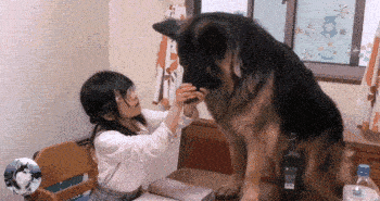 小主人在浴缸里玩,德牧跟秋田犬挤了进来,结果它们悲剧了 小主人在浴缸里玩,德牧跟秋田犬挤了进来,结果它们悲剧了
