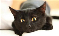 猫认主人了怎么确定