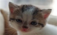 为什么小猫十天左右都死了呢