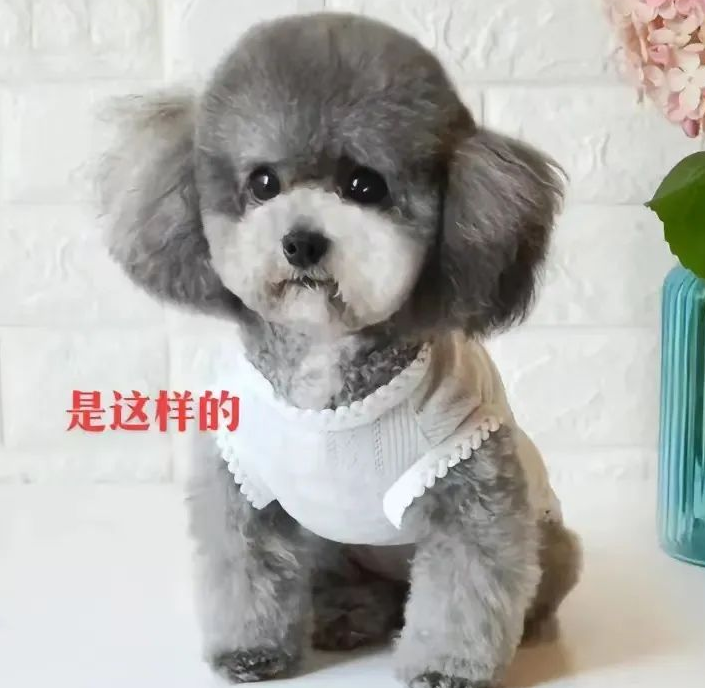 买只狗子老板说是灰贵，越长越好看，可结果