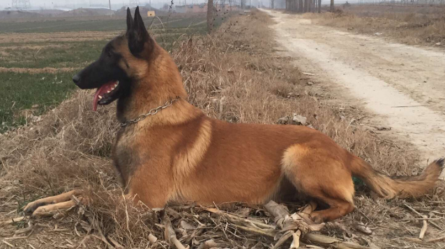 马犬一般配几次就可以了