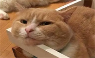 猫咪吃完驱虫药没精神什么原因