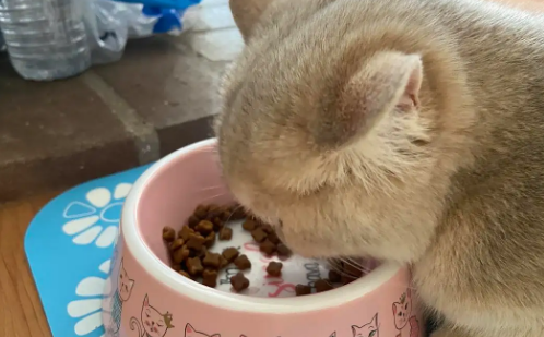 适合猫咪吃饭的高度 适合猫咪吃饭的高度