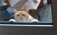 猫咪半夜嗷嗷叫扒门什么原因