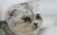 猫感冒流黄鼻涕打喷嚏吃什么药可以好