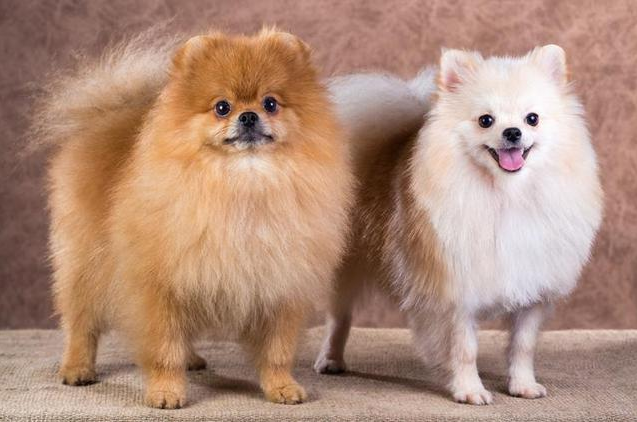 博美犬吃什么食物 博美犬吃什么食物