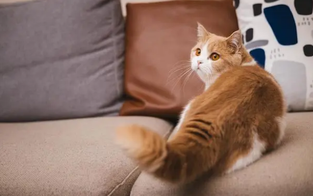猫咪的鼻头热热的正常吗 猫咪的鼻头热热的正常吗