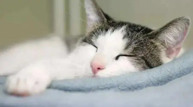 猫咪为什么不睡猫窝?原来它最喜欢的地方是这 猫咪为什么不睡猫窝?原来它最喜欢的地方是这
