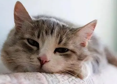 猫拉肚子了怎么办