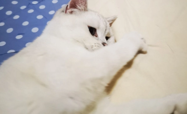 猫咪最喜欢的六个睡觉地点,每一个都有讲究 猫咪最喜欢的六个睡觉地点,每一个都有讲究