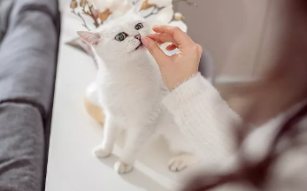 猫特别能吃是不是有病怎么治