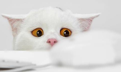 猫感冒鼻塞吃什么药好 猫感冒鼻塞吃什么药好