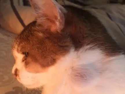 猫得了纤维肉瘤症状有哪些