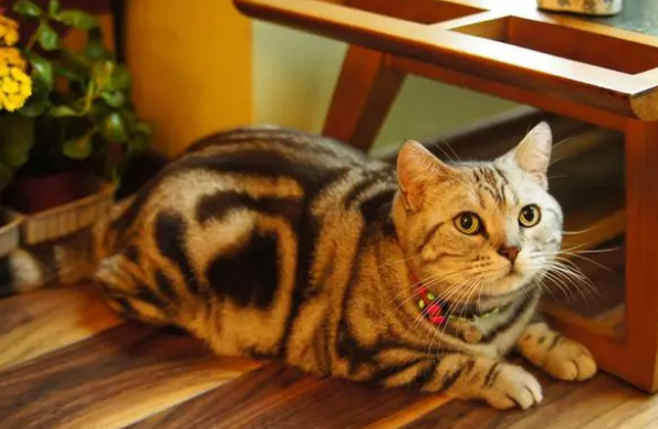 猫乱拉乱尿怎么回事啊 猫乱拉乱尿怎么回事啊