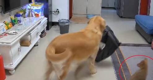 主人不幸阳了后,狗狗承担起照顾她的责任 主人不幸阳了后,狗狗承担起照顾她的责任
