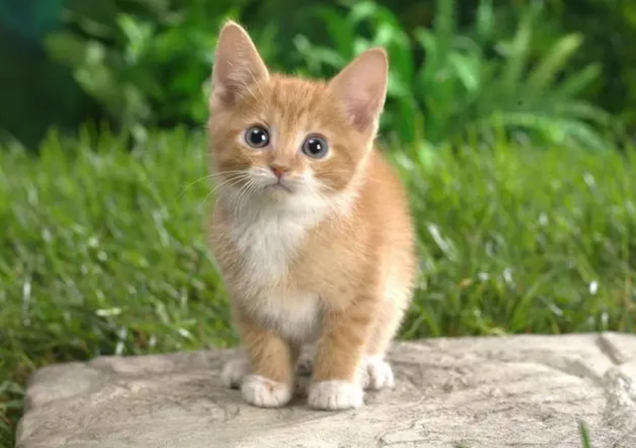 小猫呼吸声轰隆轰隆的