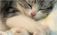 猫一直咕噜叫第二天死了正常吗