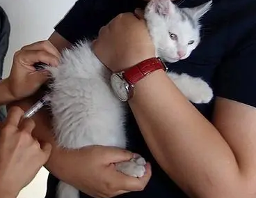 小土猫需要打疫苗吗 小土猫需要打疫苗吗